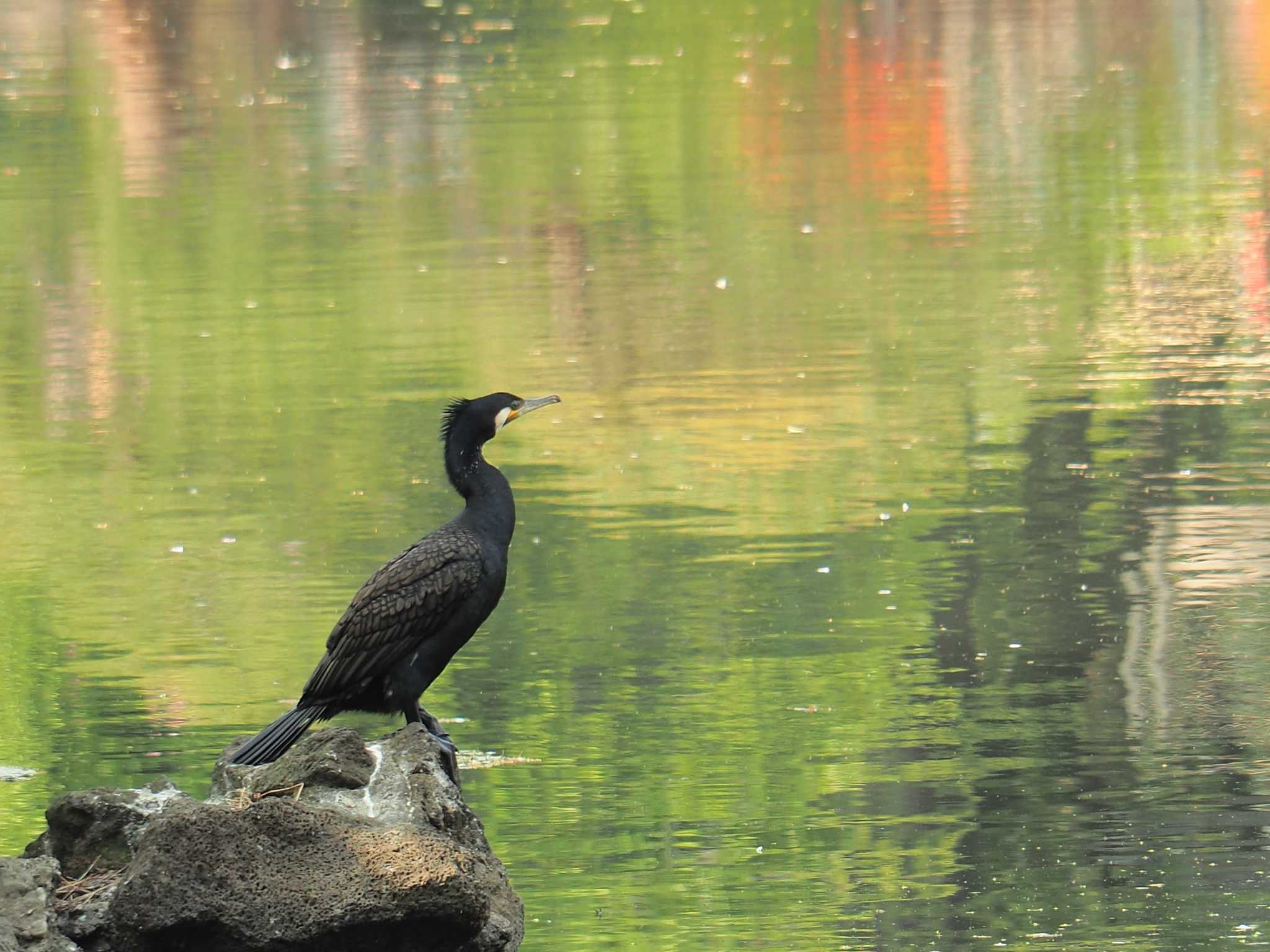 Great Cormorant