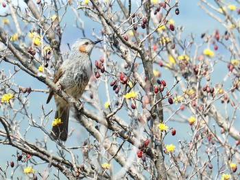 2019年3月16日(土) 韓国・全羅南道求禮郡の野鳥観察記録