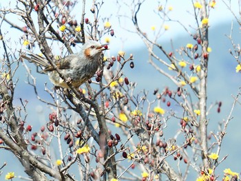 Brown-eared Bulbul 韓国・全羅南道求禮郡 Sat, 3/16/2019