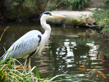 Thu, 11/29/2018 Birding report at 福岡・楽水園