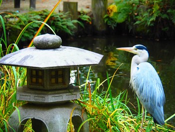 Grey Heron 福岡・楽水園 Thu, 11/29/2018