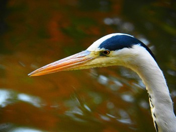 Grey Heron 福岡・楽水園 Thu, 11/29/2018