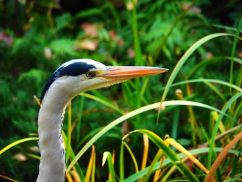 Grey Heron 福岡・楽水園 Thu, 11/29/2018