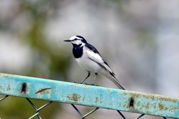 Thu, 4/25/2019 Birding report at 加木屋緑地