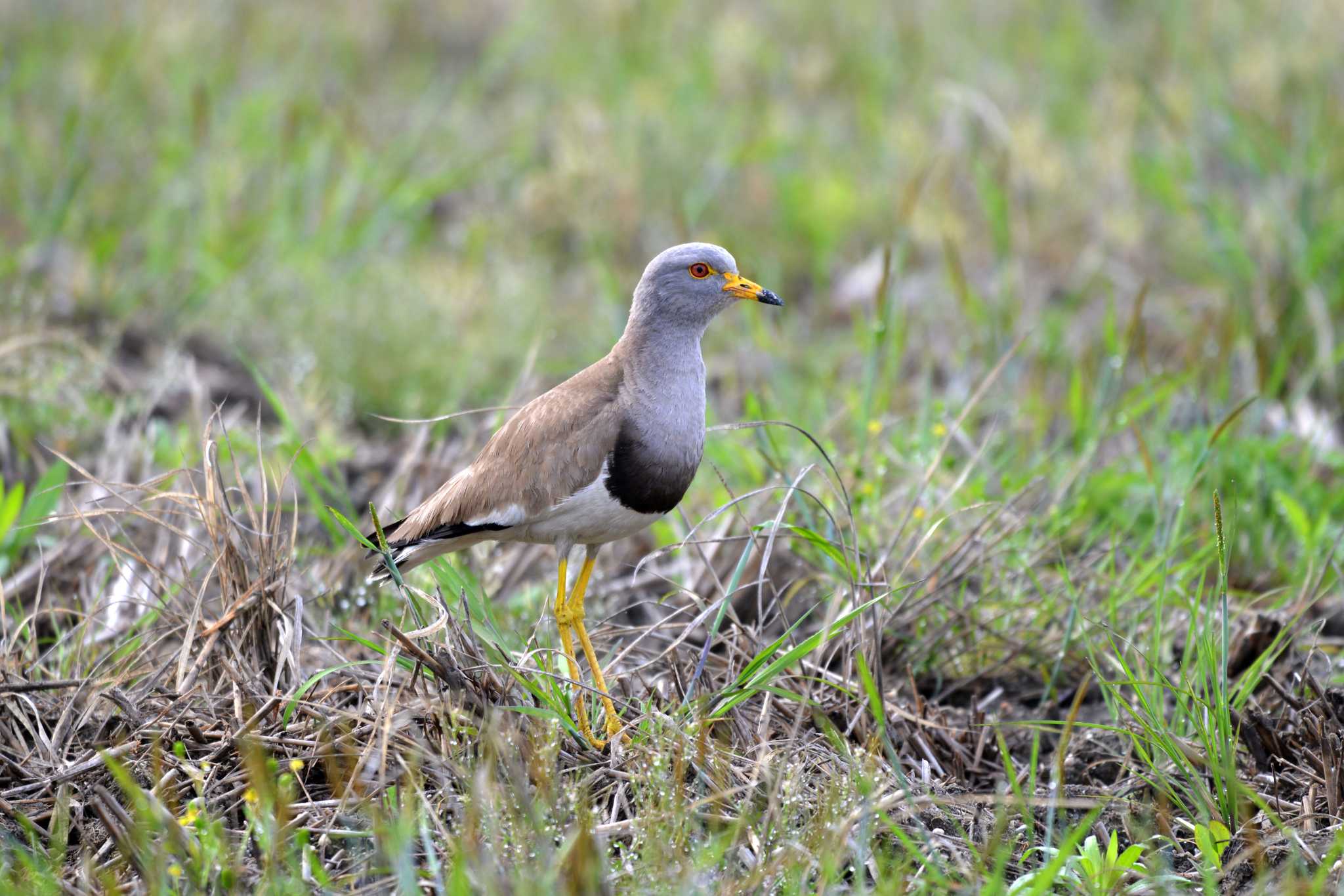 Grey-headed Lapwing