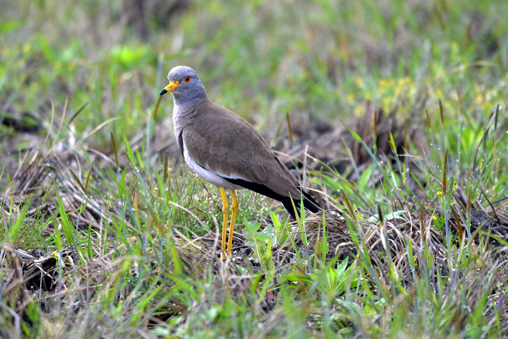 Photo of Grey-headed Lapwing at 加木屋緑地 by ポッちゃんのパパ