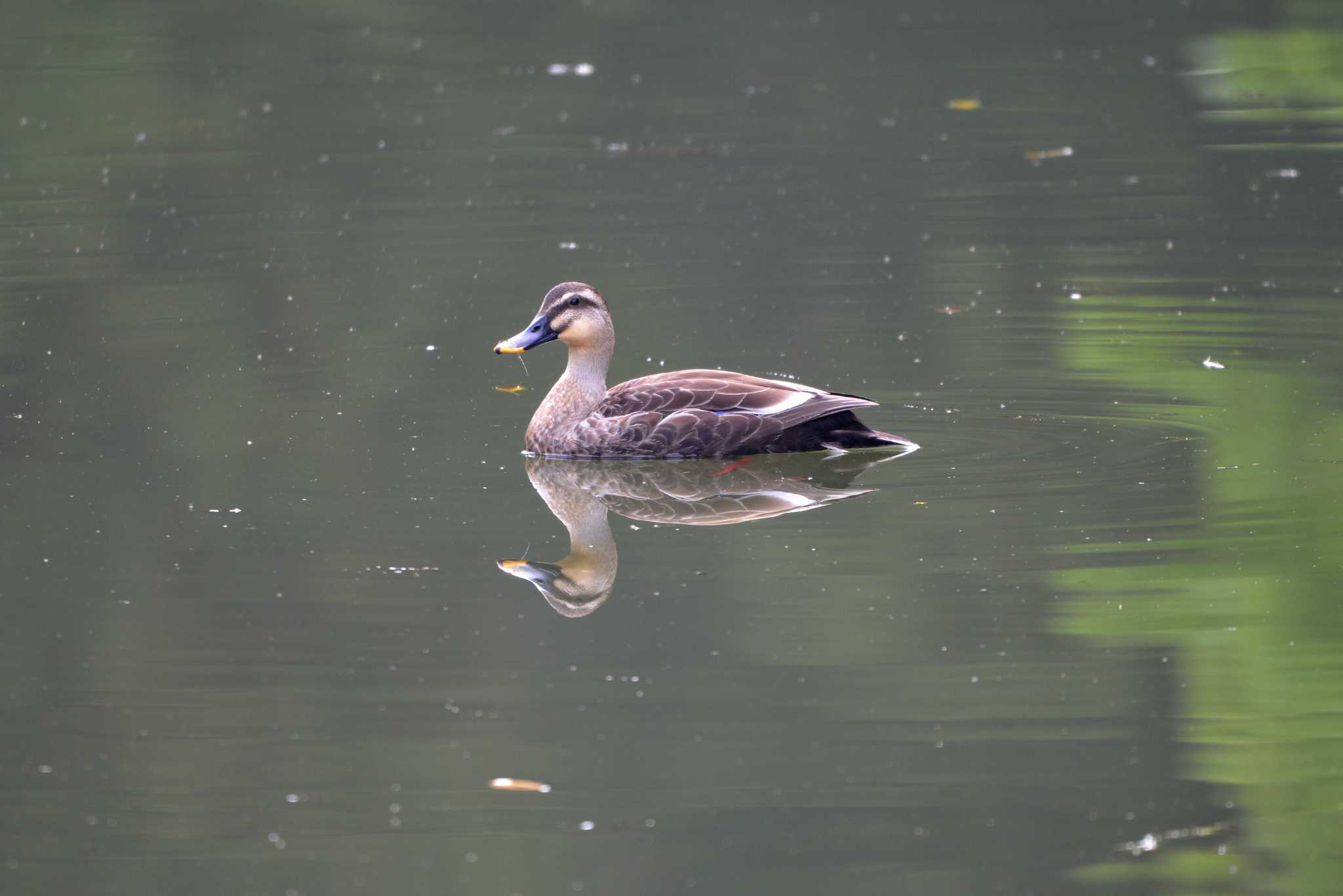 Eastern Spot-billed Duck