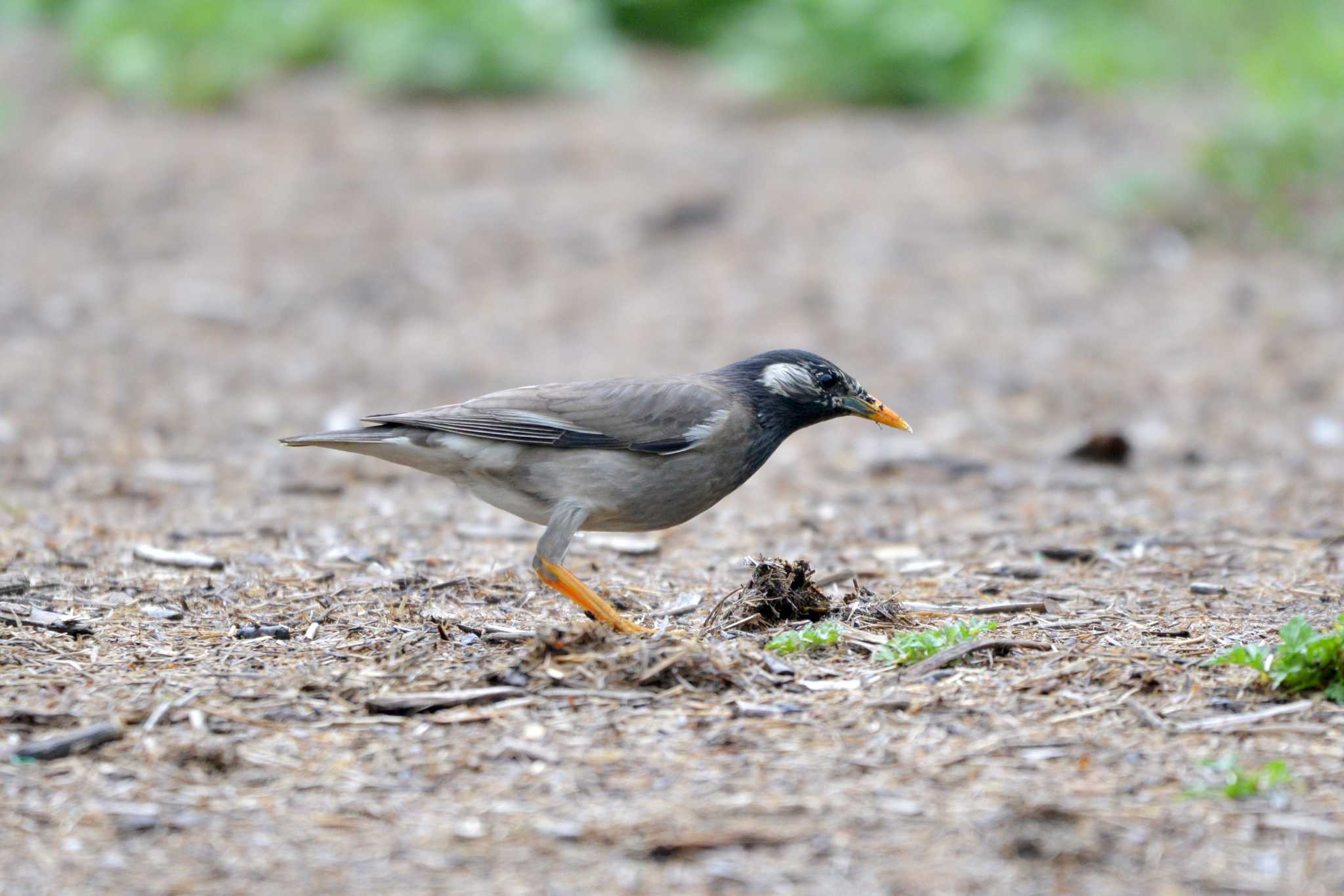 White-cheeked Starling