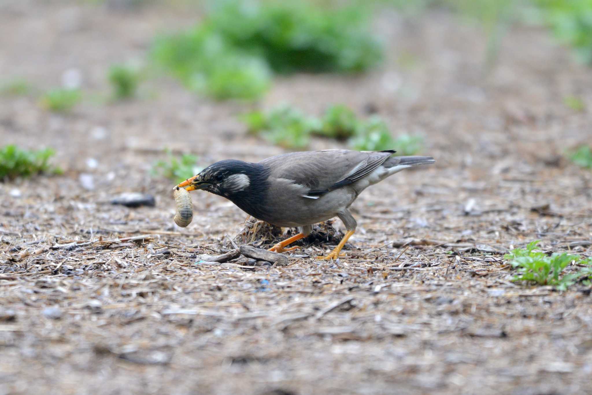 White-cheeked Starling