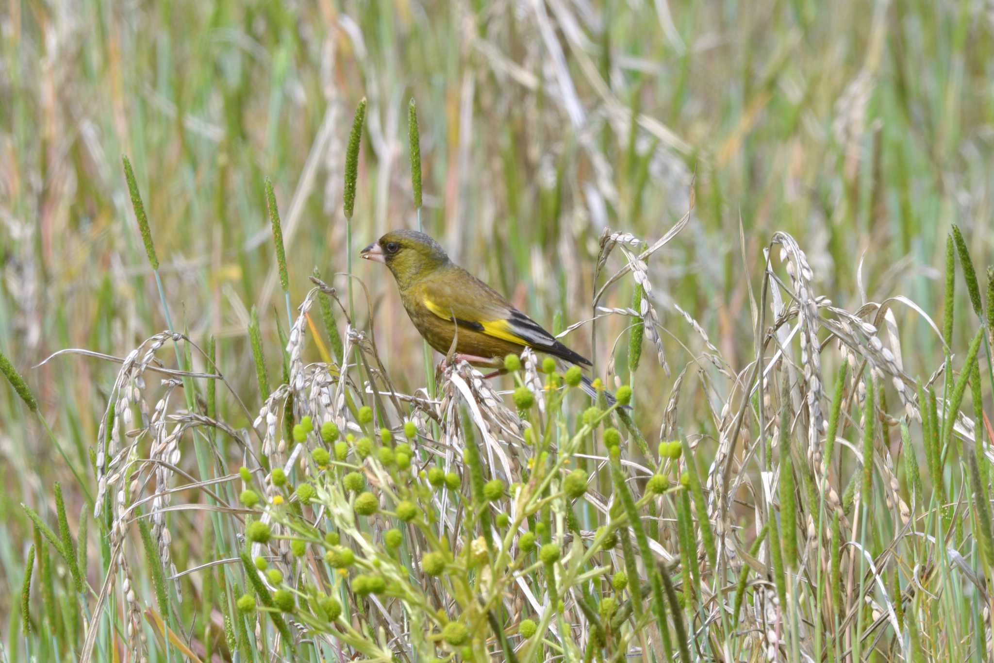 Grey-capped Greenfinch