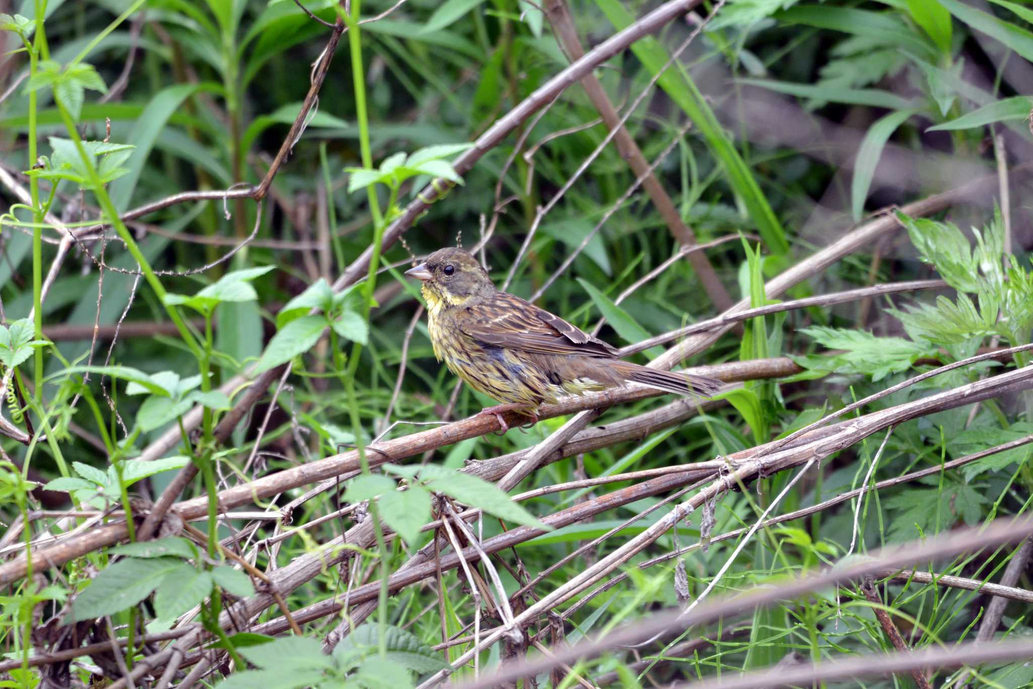 Masked Bunting