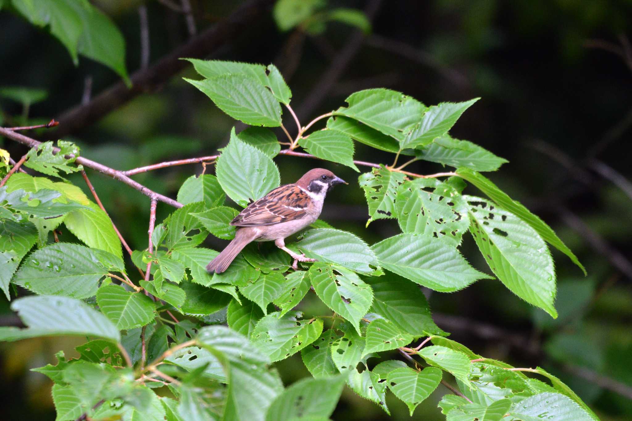 Eurasian Tree Sparrow