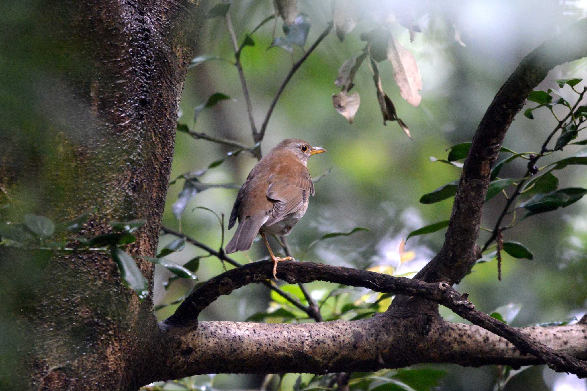 Pale Thrush