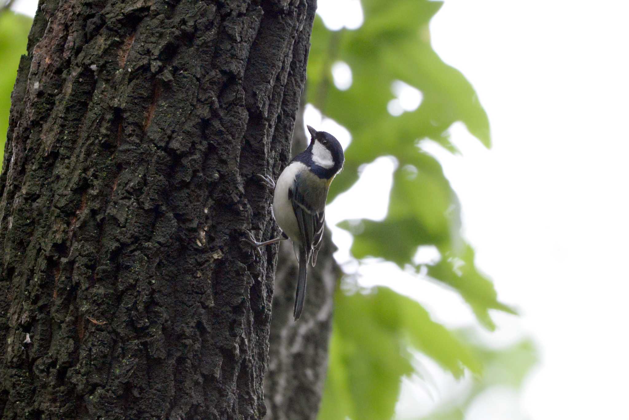 Japanese Tit