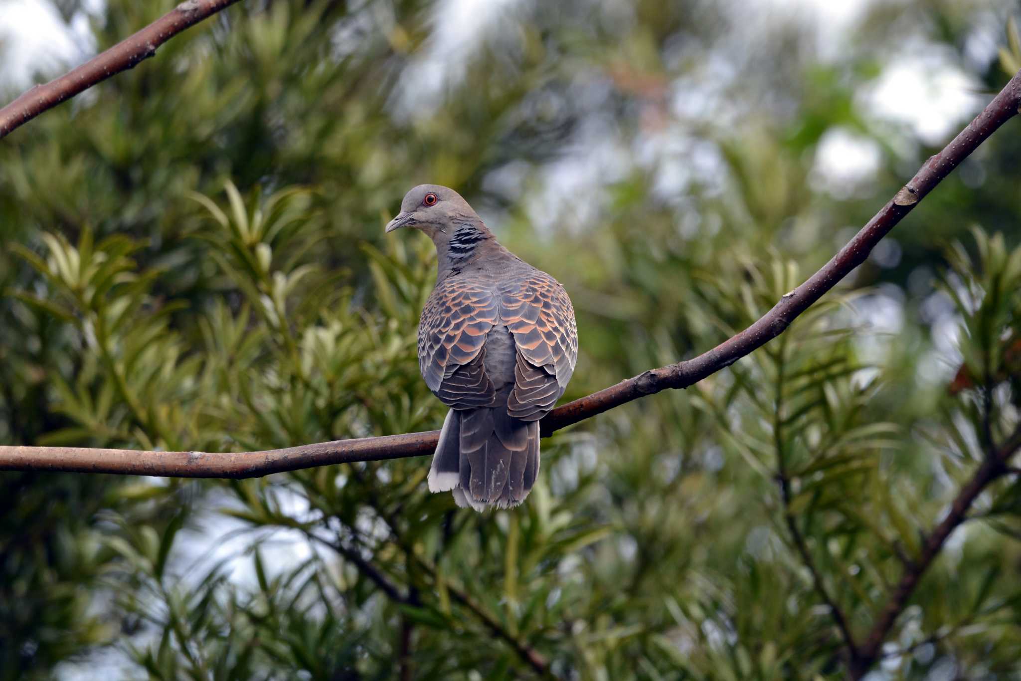 Oriental Turtle Dove