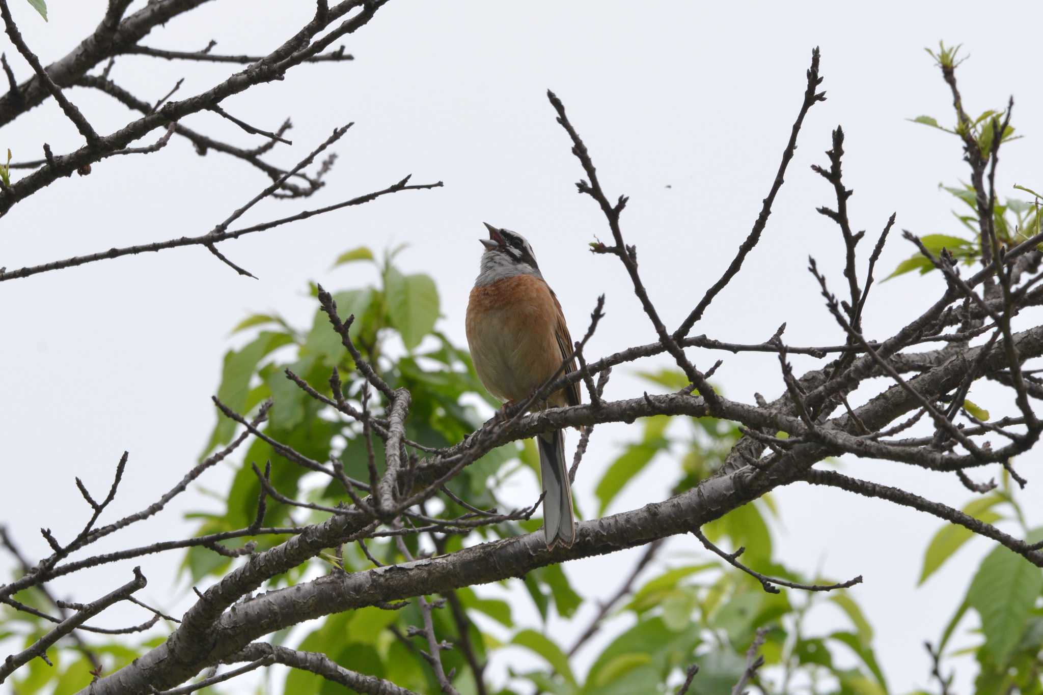 Meadow Bunting