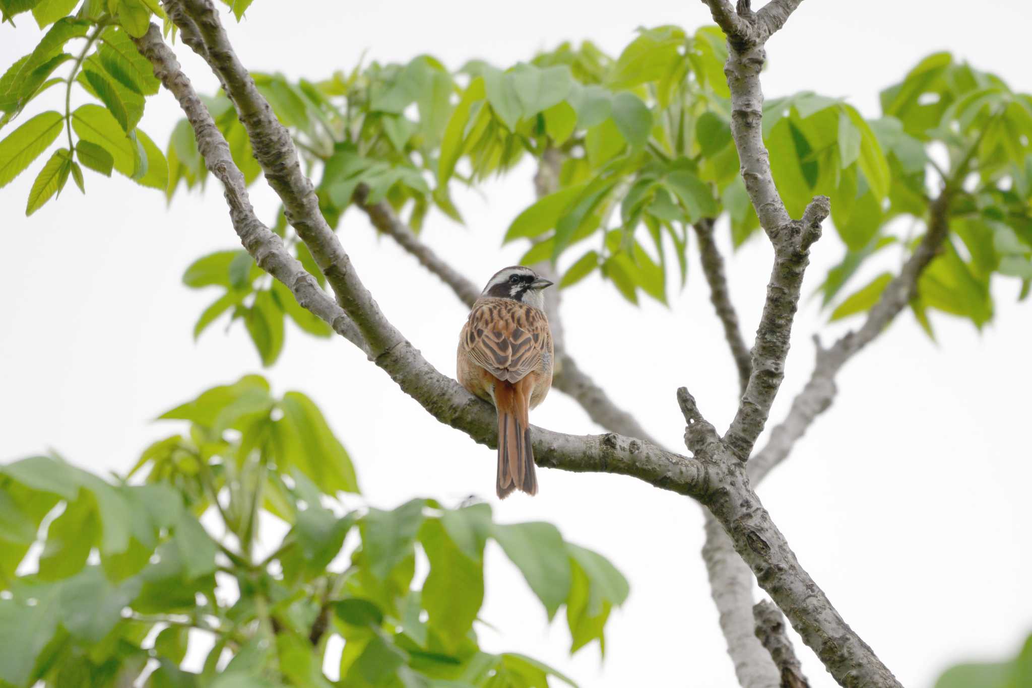 Meadow Bunting