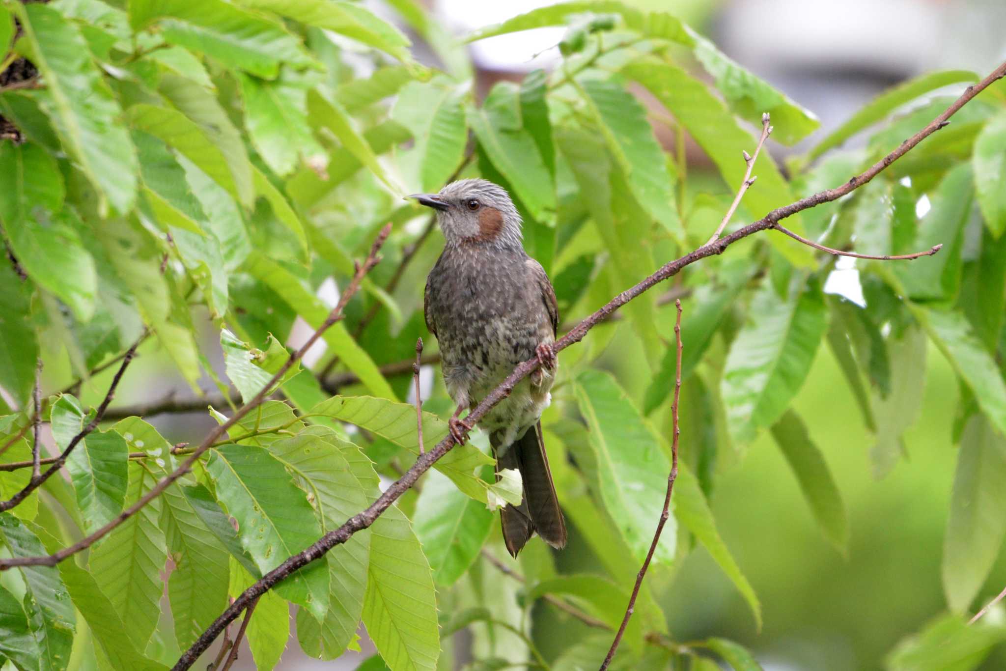 Brown-eared Bulbul