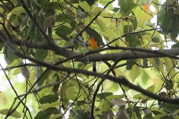 キビタキ 服部緑地 2019年4月25日(木)