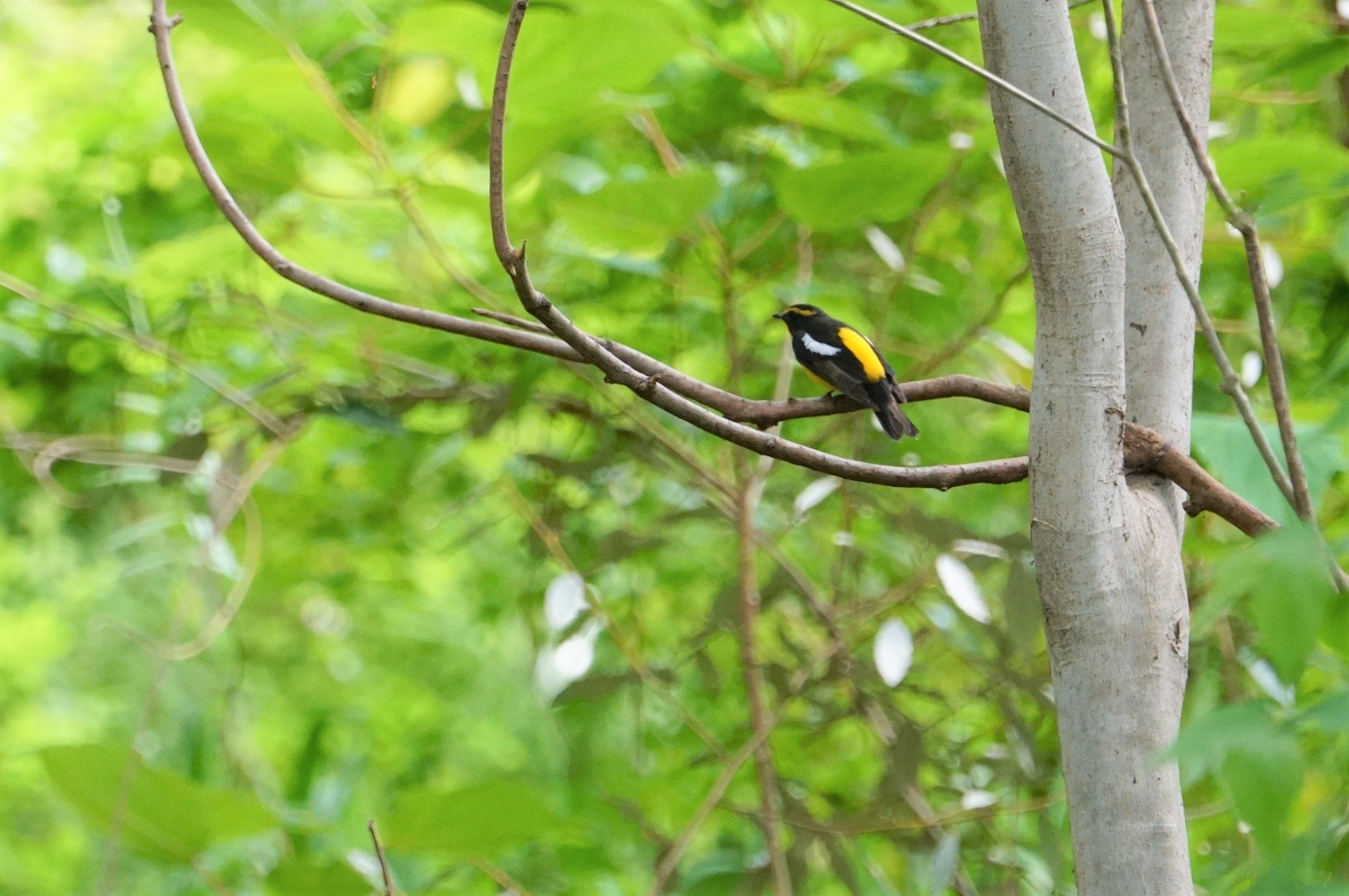 昆陽池公園 キビタキの写真 by マル