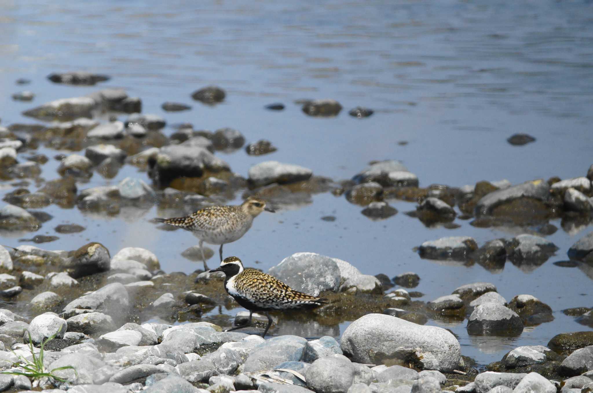 Pacific Golden Plover