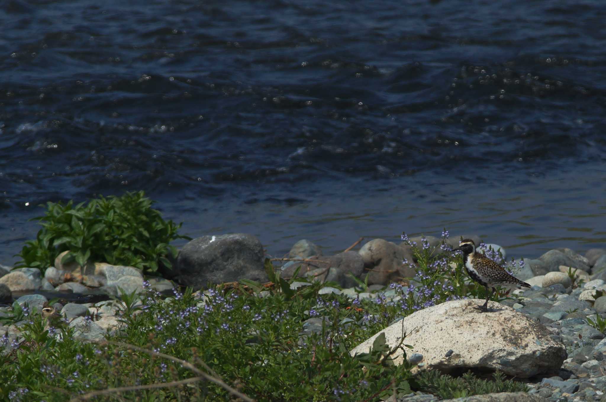 Pacific Golden Plover