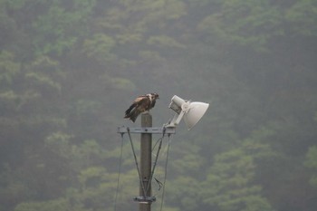 未同定 兵庫県浜坂港 2019年4月25日(木)