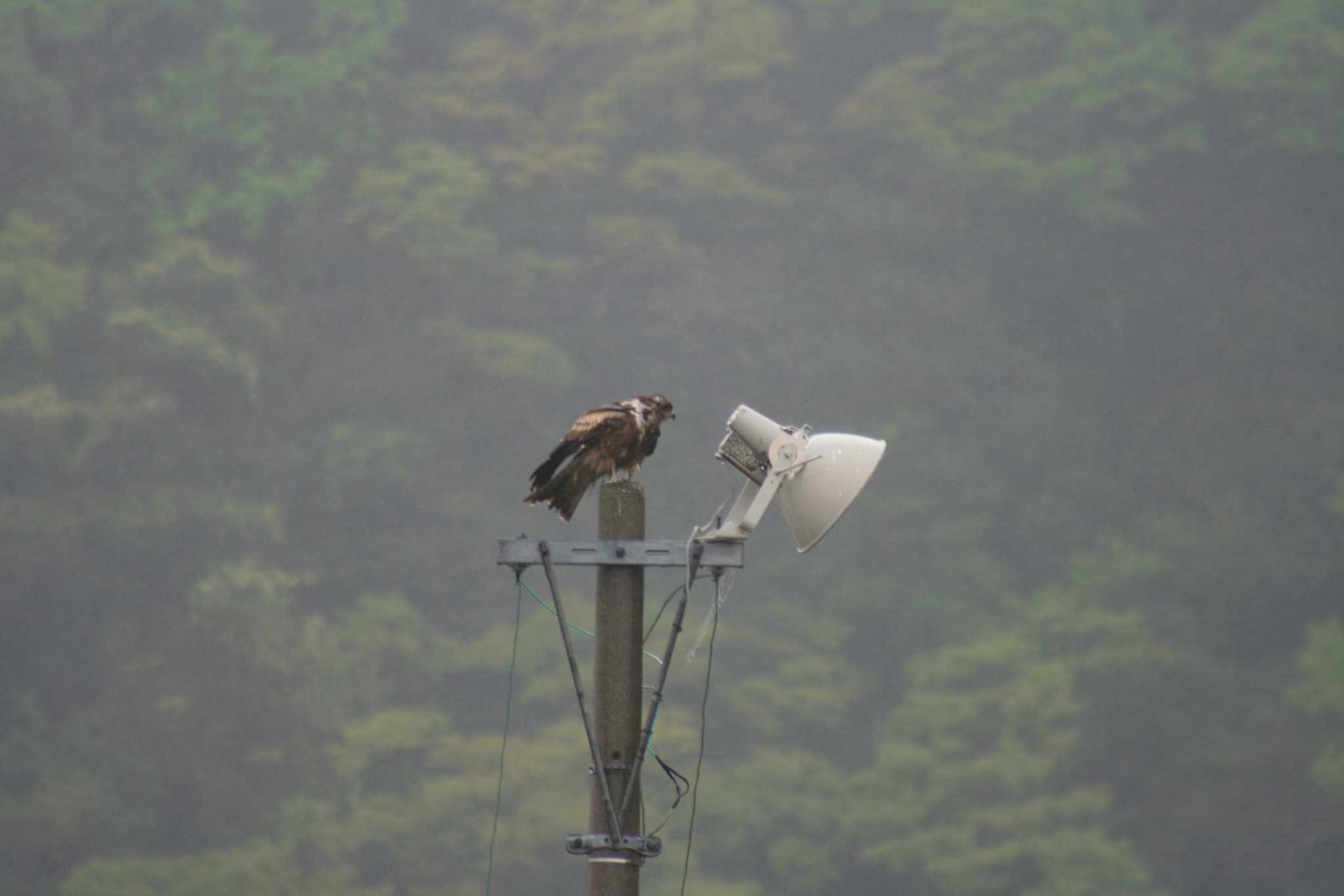 この野鳥の種類を教えてください！ by トリトリ県に引っ越して来ました！