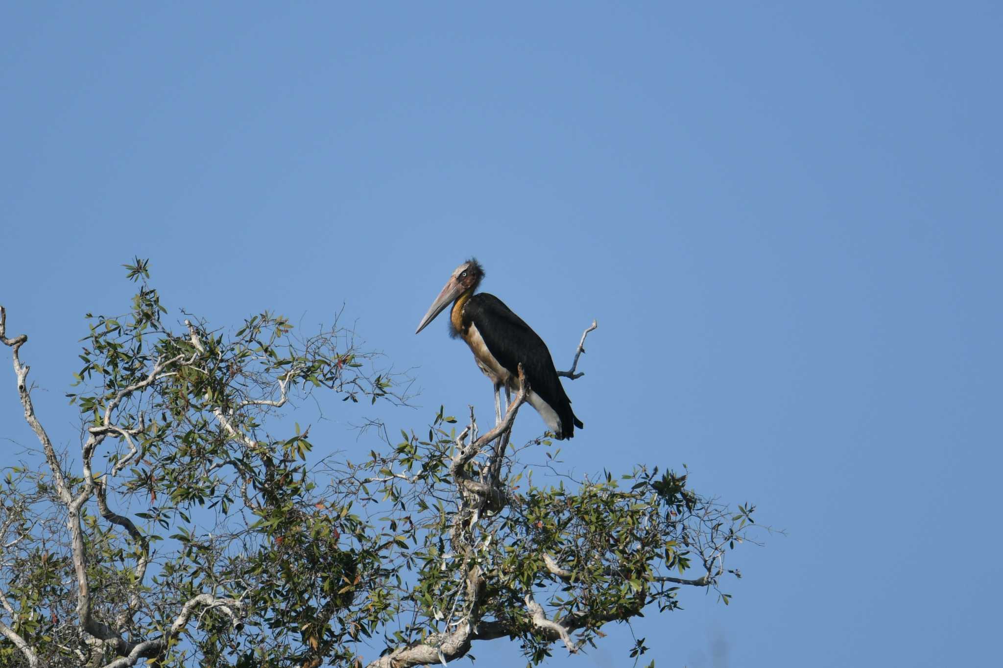 Lesser Adjutant