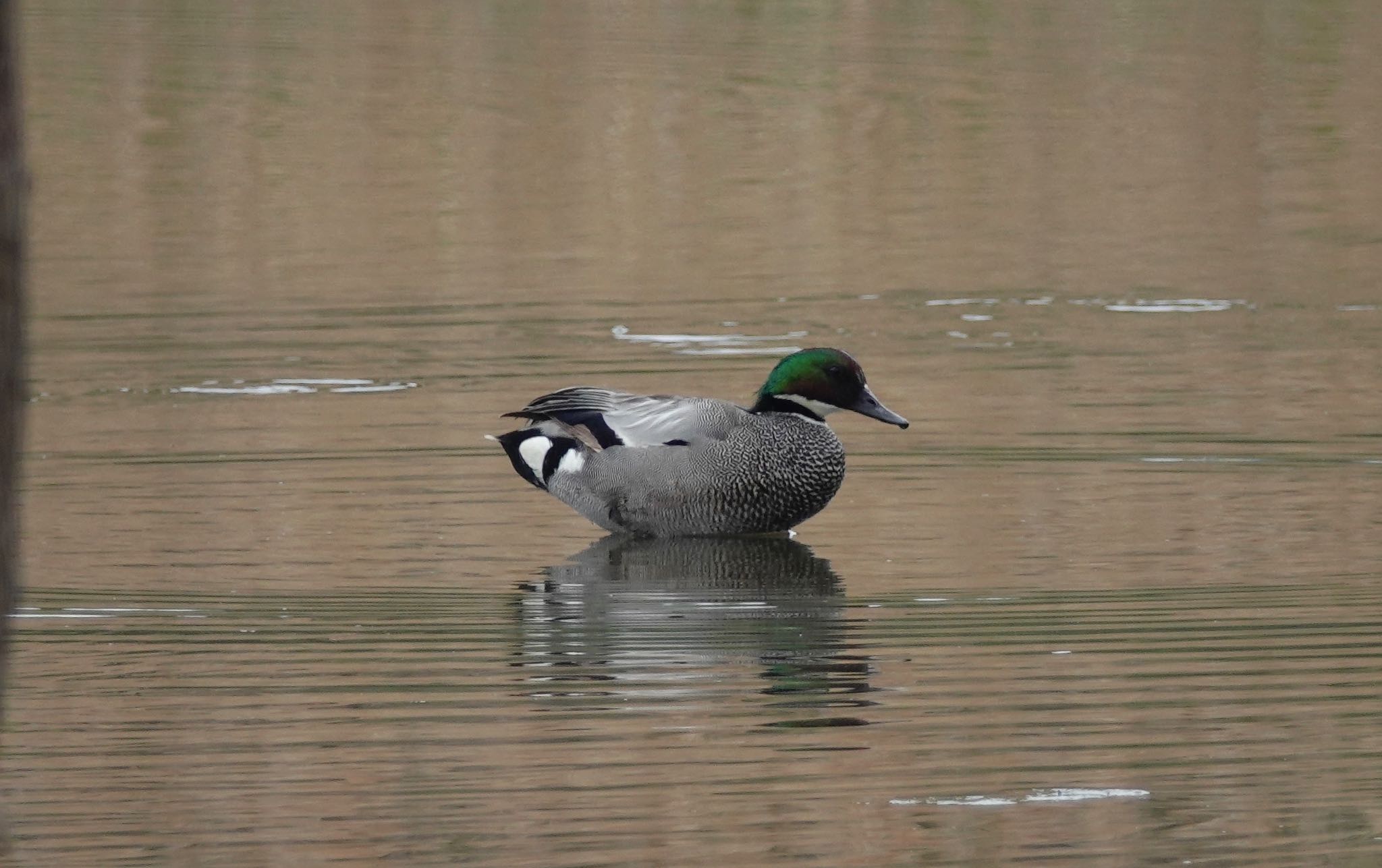 Photo of Falcated Duck at Kasai Rinkai Park by のどか