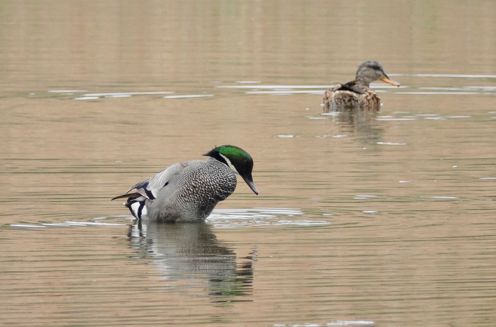 Falcated Duck