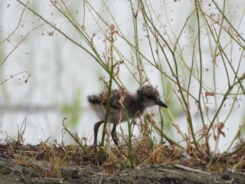 Grey-headed Lapwing Nabeta Reclaimed land Thu, 4/25/2019