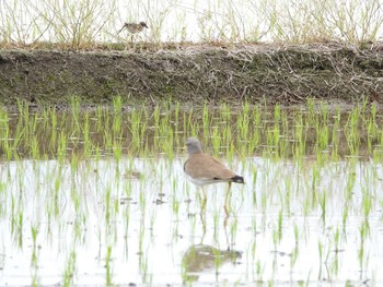 ケリ 鍋田干拓地 2019年4月25日(木)