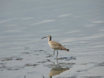 Eurasian Whimbrel Fujimae Tidal Flat Thu, 4/25/2019