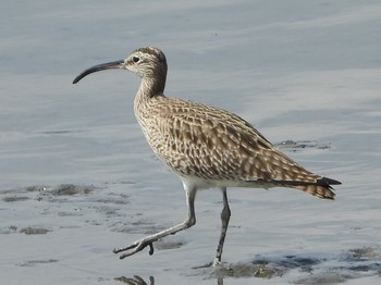 Eurasian Whimbrel Fujimae Tidal Flat Thu, 4/25/2019