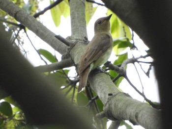 Narcissus Flycatcher 庄内緑地公園 Thu, 4/25/2019