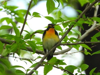 Narcissus Flycatcher 庄内緑地公園 Thu, 4/25/2019