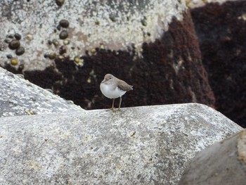 Common Sandpiper Miyakejima Island Thu, 4/25/2019