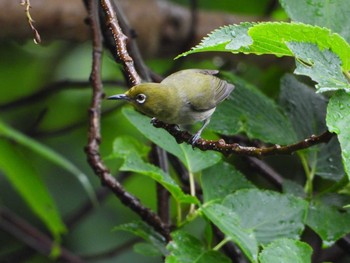 Japanese White-eye(stejnegeri)