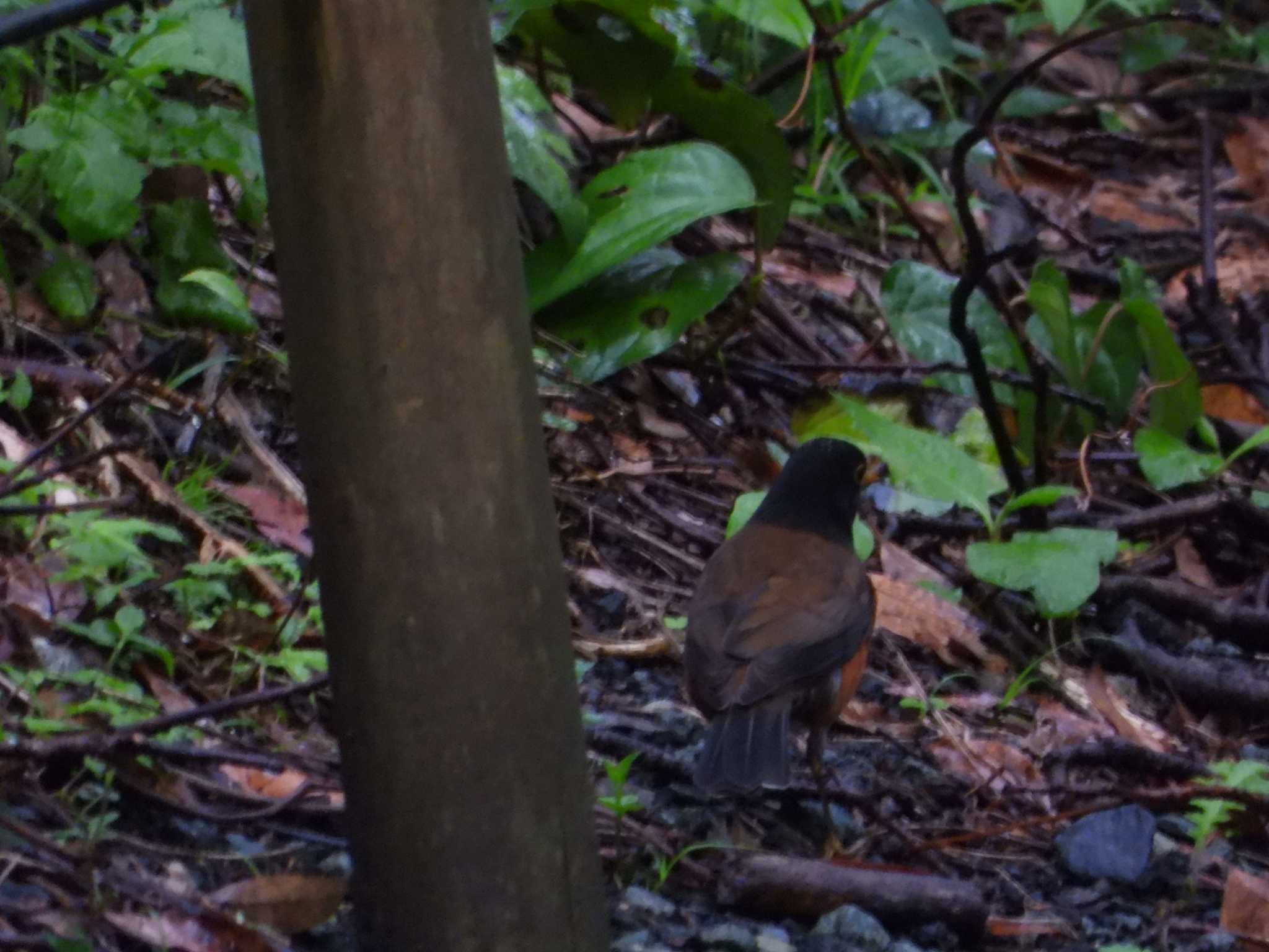 Photo of Izu Thrush at Miyakejima Island by リアン