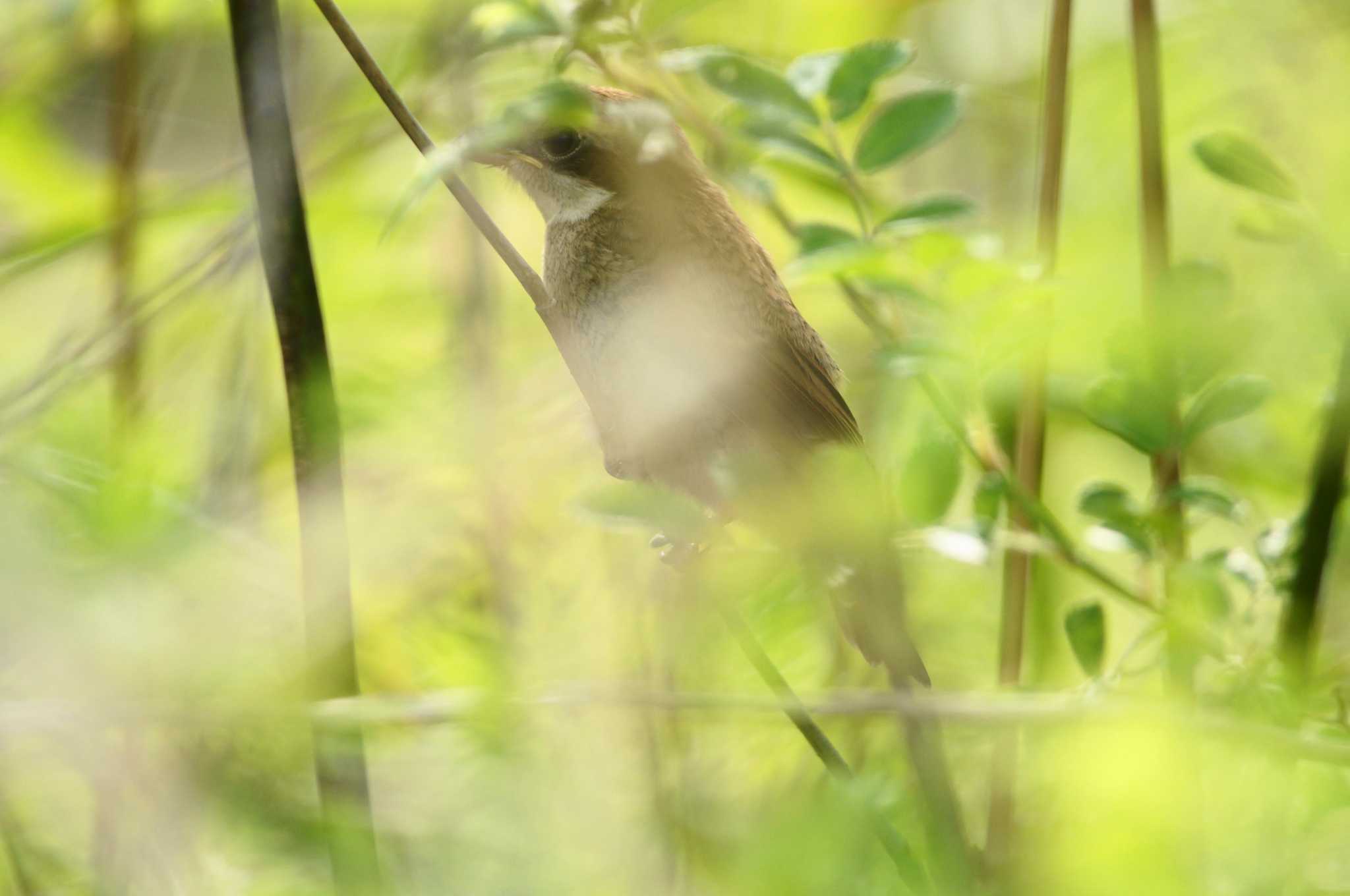 Bull-headed Shrike