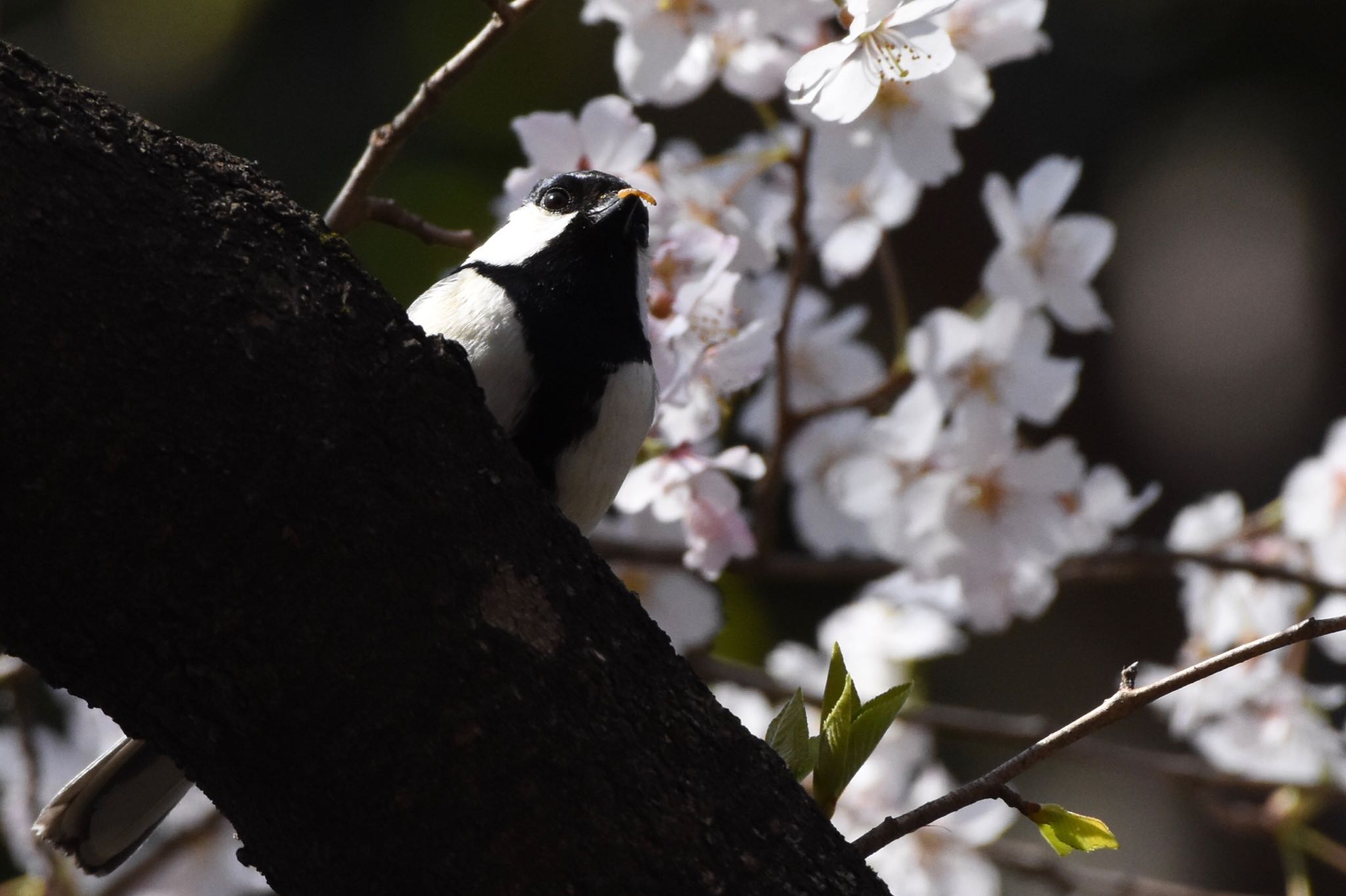 シジュウカラ