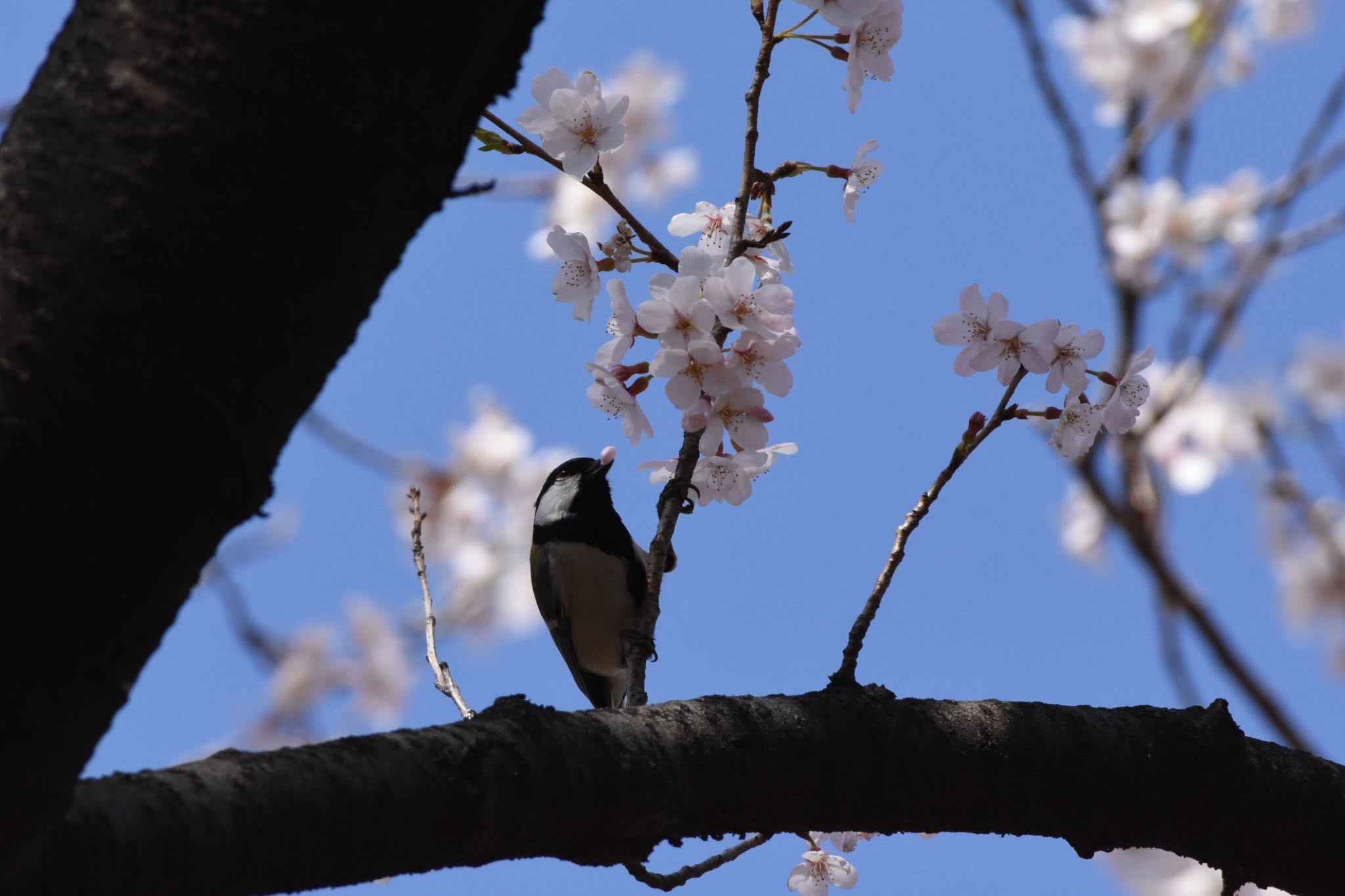 シジュウカラ