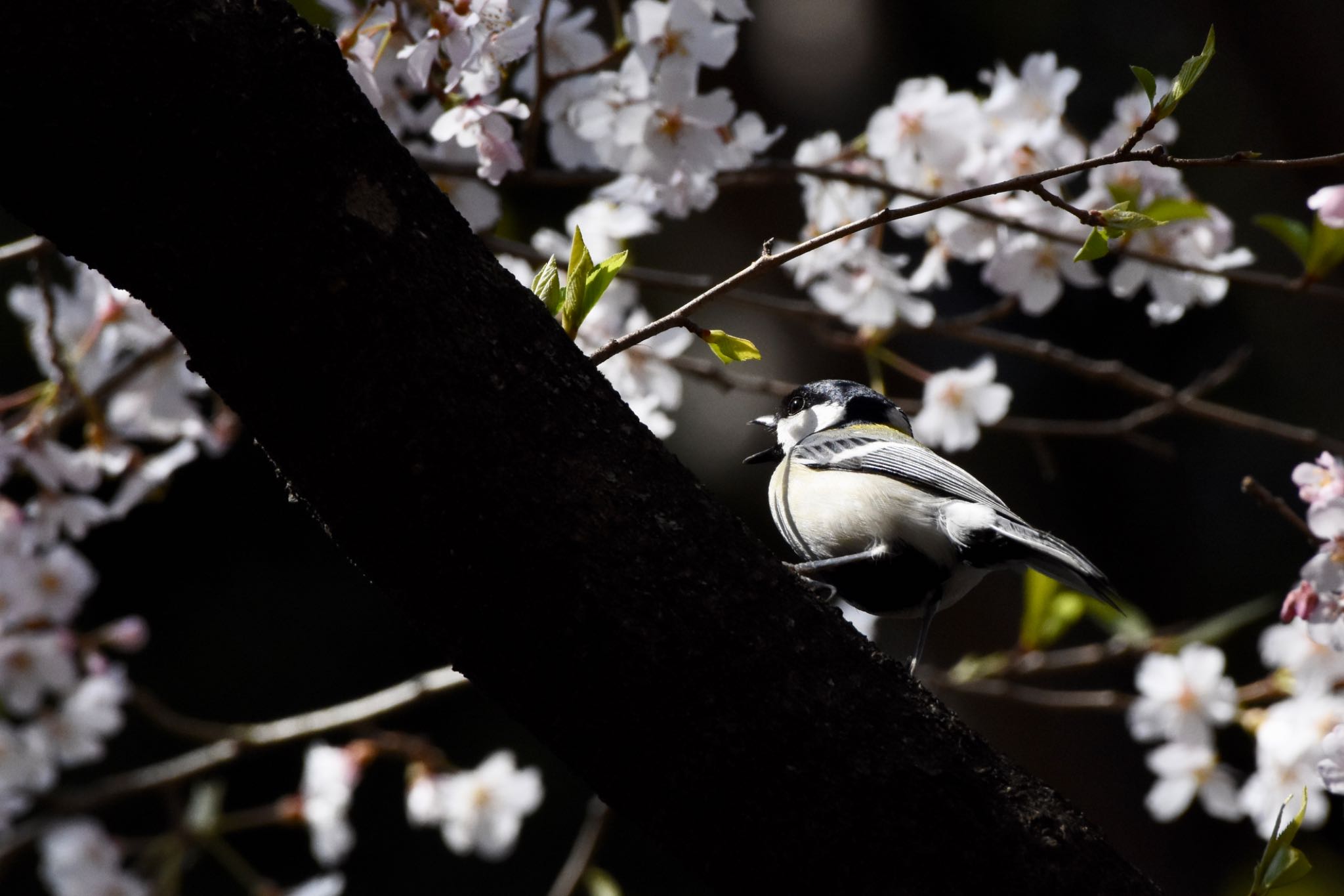 シジュウカラ