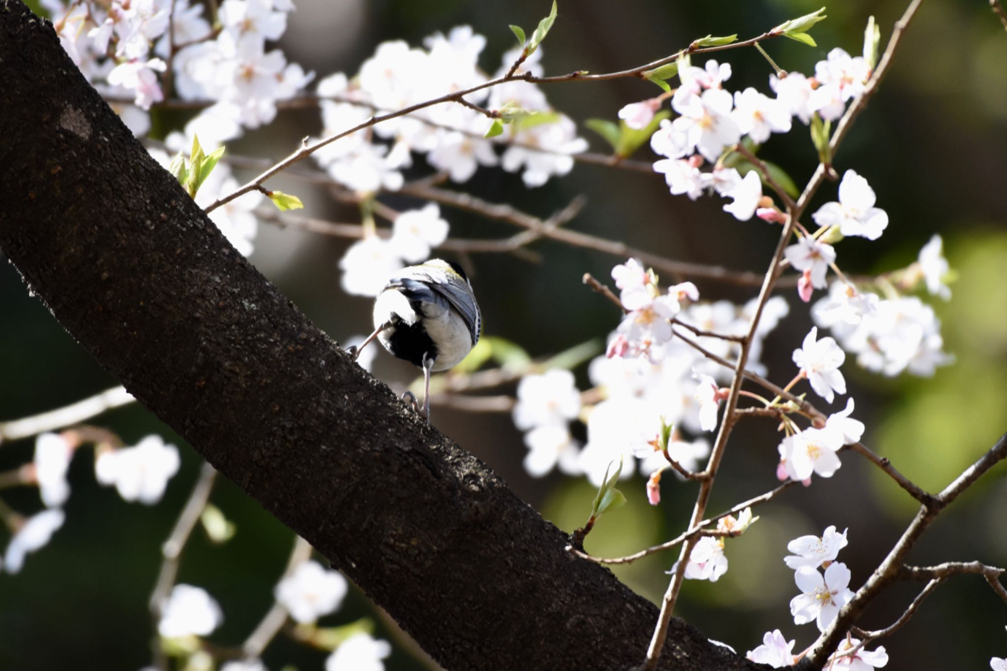 シジュウカラ