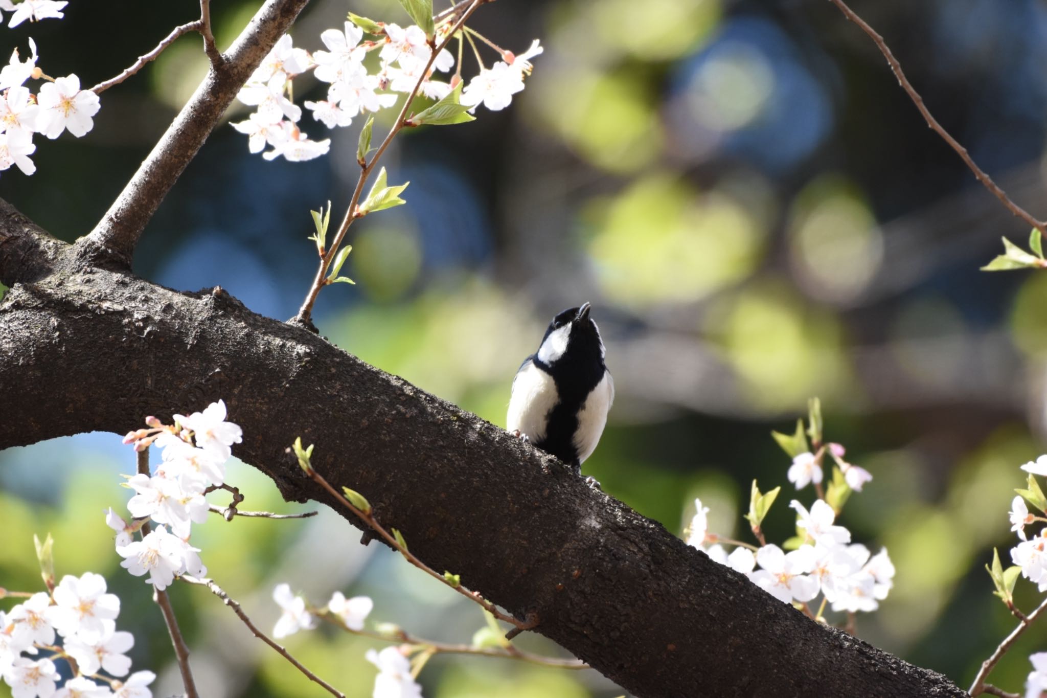 シジュウカラ