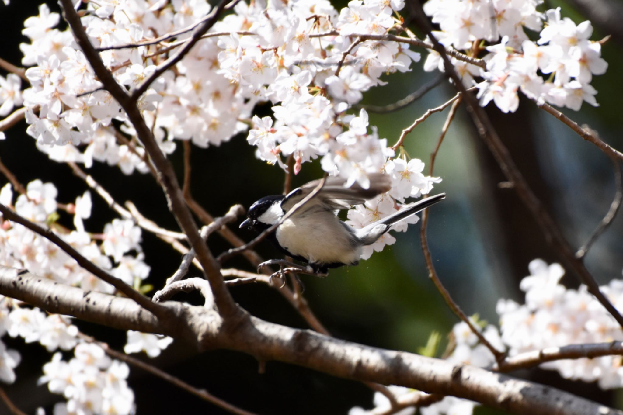 シジュウカラ