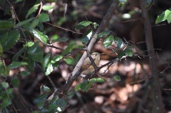 2018年3月25日(日) 小石川植物園の野鳥観察記録