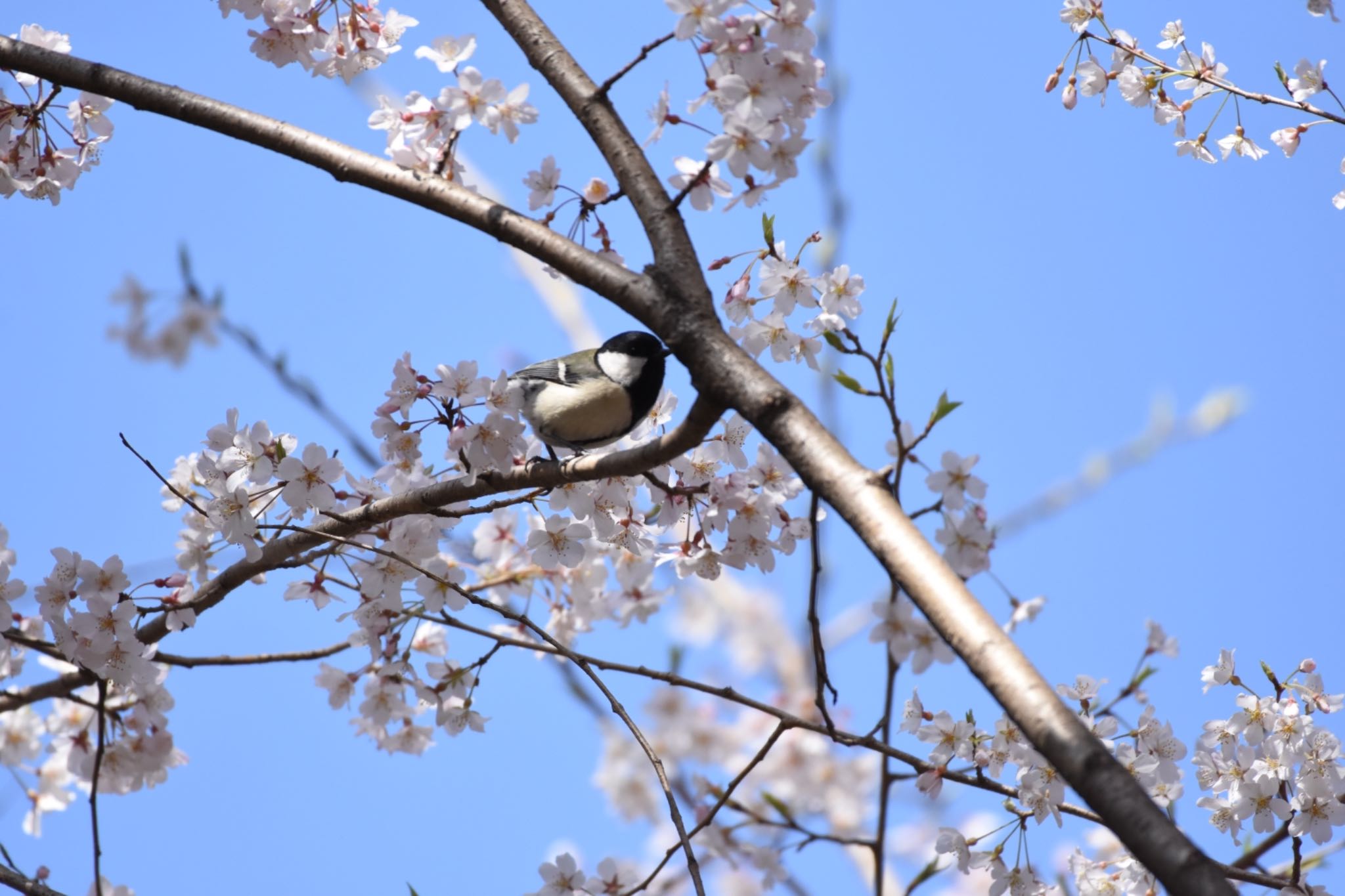 シジュウカラ