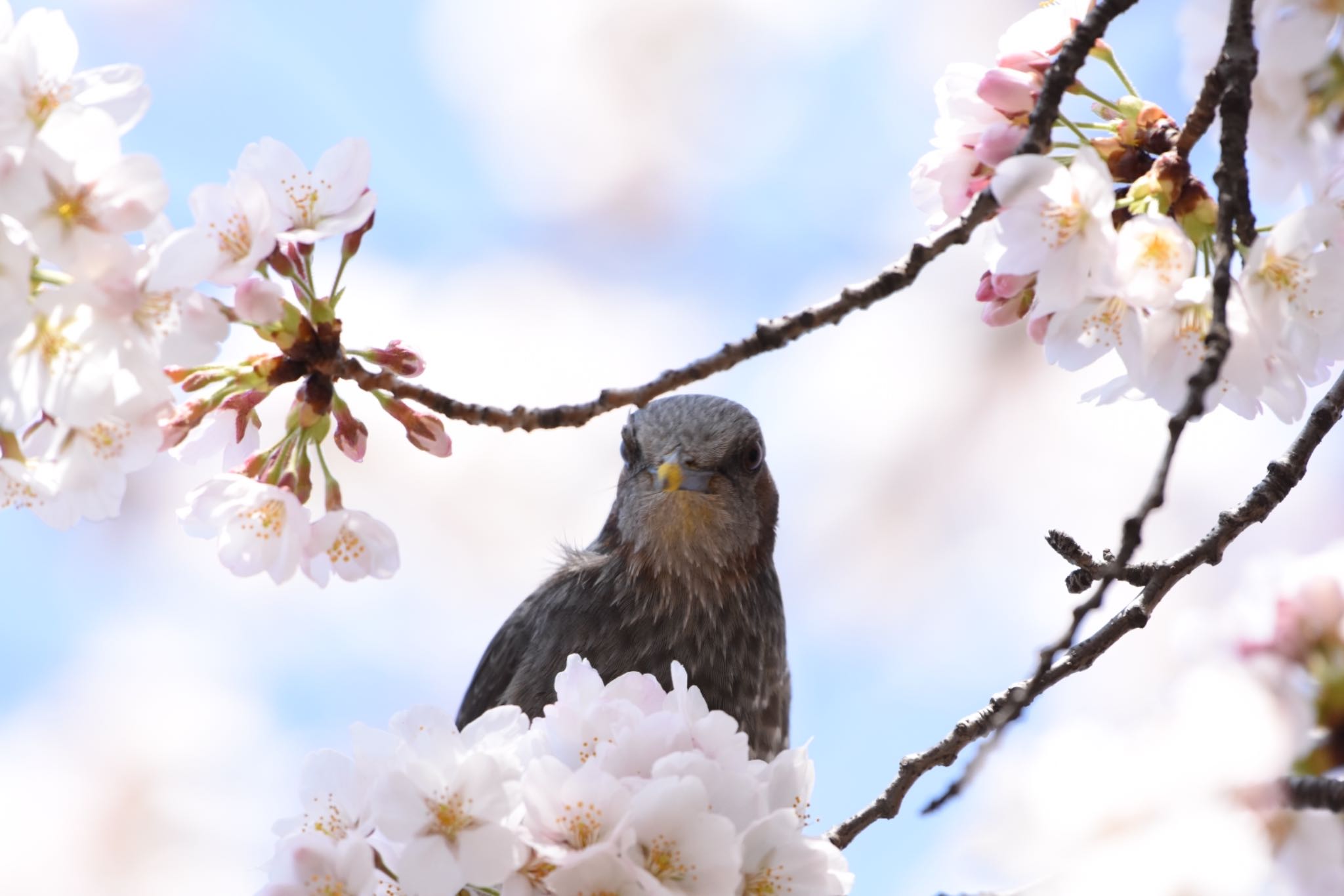 小石川植物園 ヒヨドリの写真 by Hofstadter2303